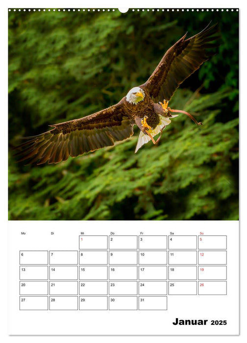 Raub- und Greifvögel im Flug (CALVENDO Wandkalender 2025)