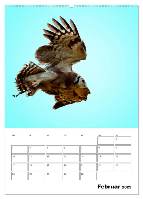 Raub- und Greifvögel im Flug (CALVENDO Wandkalender 2025)