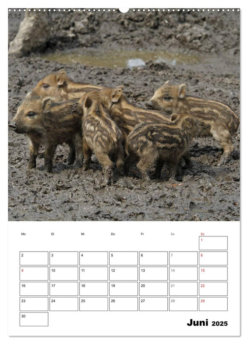 Der wildschweinische Terminplaner (CALVENDO Wandkalender 2025)