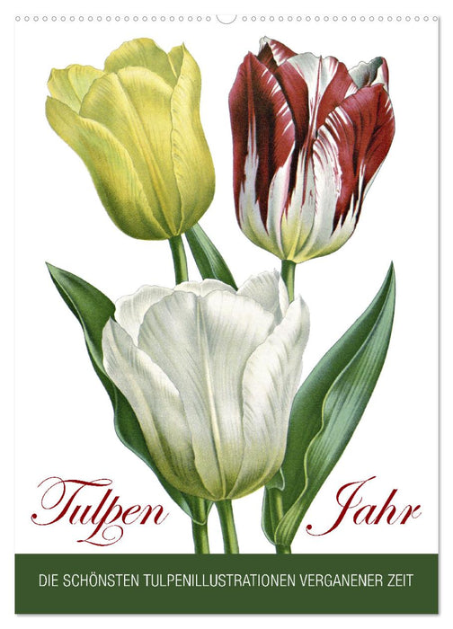 Tulpen - Jahr (CALVENDO Wandkalender 2025)