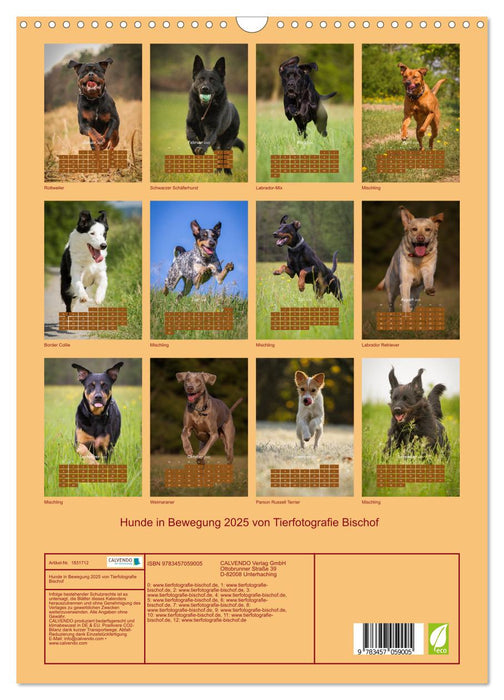 Hunde in Bewegung 2025 von Tierfotografie Bischof (CALVENDO Wandkalender 2025)