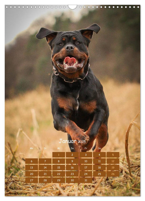 Hunde in Bewegung 2025 von Tierfotografie Bischof (CALVENDO Wandkalender 2025)