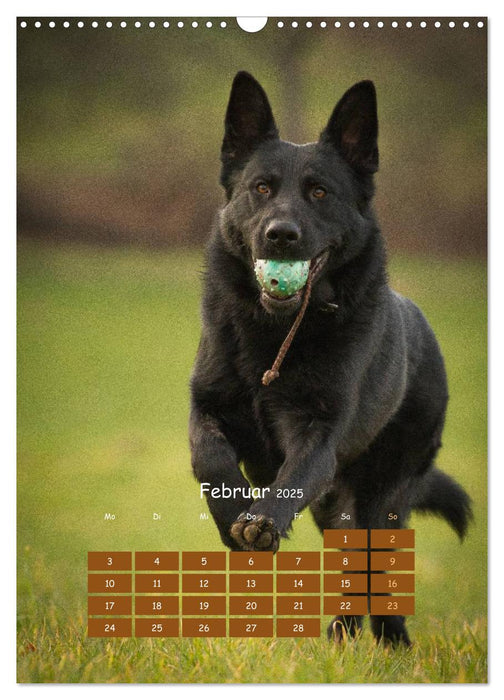 Hunde in Bewegung 2025 von Tierfotografie Bischof (CALVENDO Wandkalender 2025)