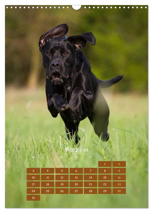 Hunde in Bewegung 2025 von Tierfotografie Bischof (CALVENDO Wandkalender 2025)