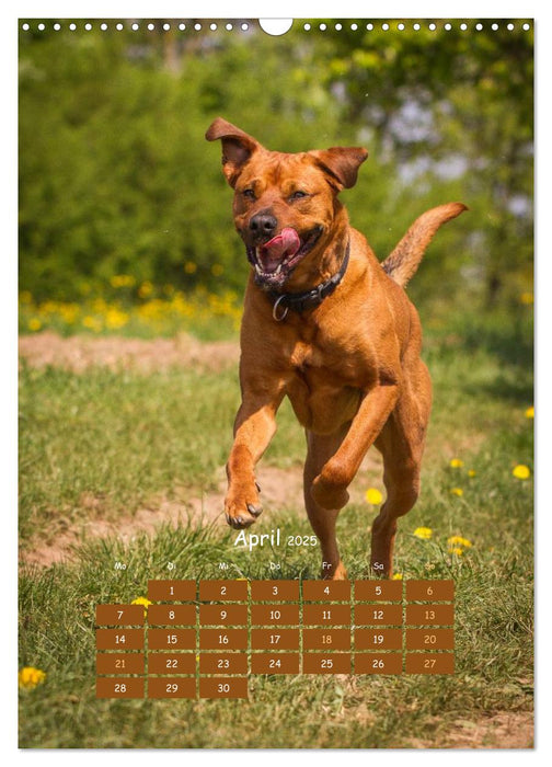 Hunde in Bewegung 2025 von Tierfotografie Bischof (CALVENDO Wandkalender 2025)