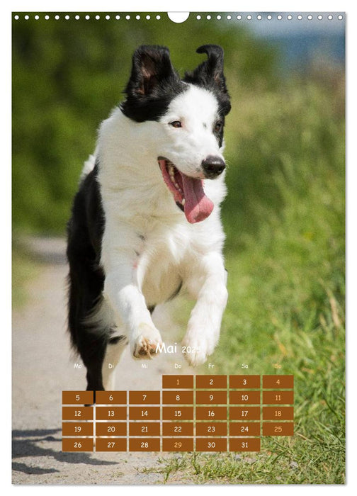 Hunde in Bewegung 2025 von Tierfotografie Bischof (CALVENDO Wandkalender 2025)