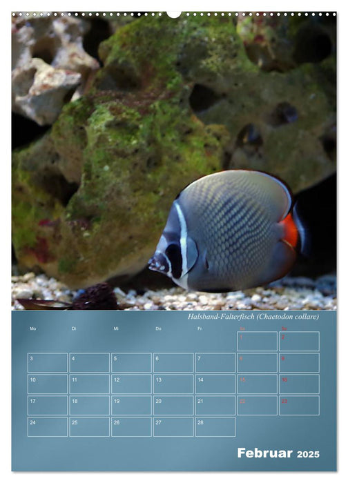 Bunte Riffbewohner - Fische, Anemonen und noch viel mehr (CALVENDO Wandkalender 2025)