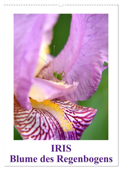 Iris, Blume des Regenbogens (CALVENDO Wandkalender 2025)