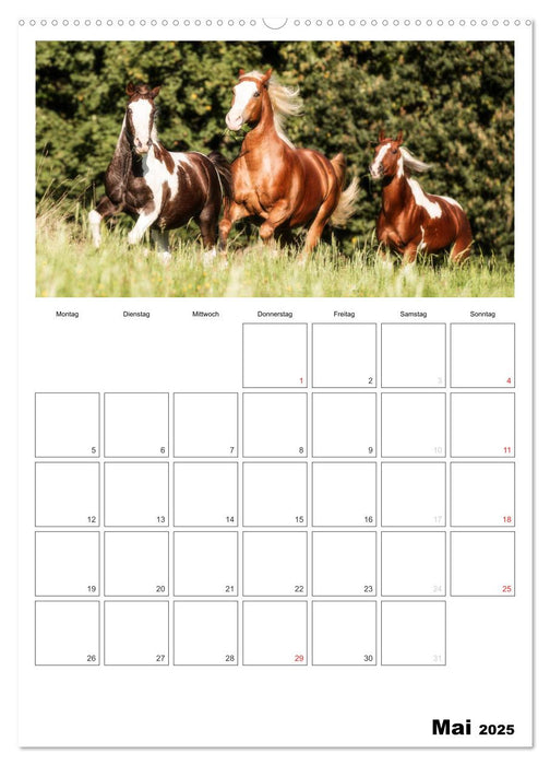 Mit Pferden durchs Jahr / Planer (CALVENDO Wandkalender 2025)