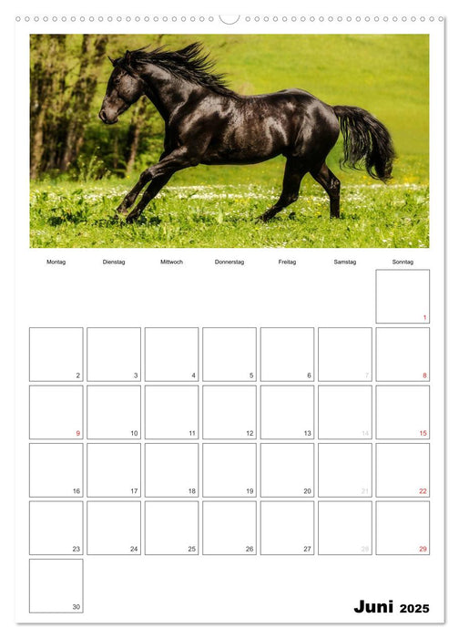 Mit Pferden durchs Jahr / Planer (CALVENDO Wandkalender 2025)