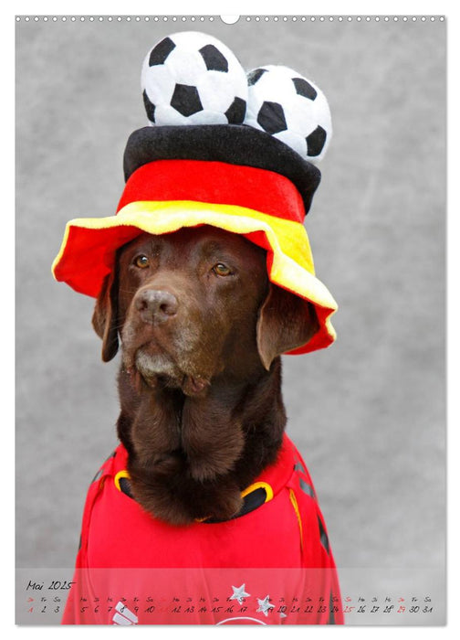 Germanys Best Dog Models - gestylte Labrador und Golden Retriever (CALVENDO Wandkalender 2025)