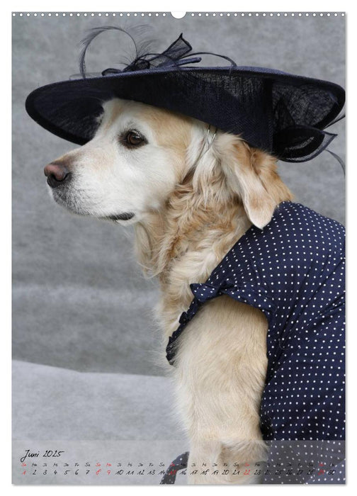 Germanys Best Dog Models - gestylte Labrador und Golden Retriever (CALVENDO Wandkalender 2025)