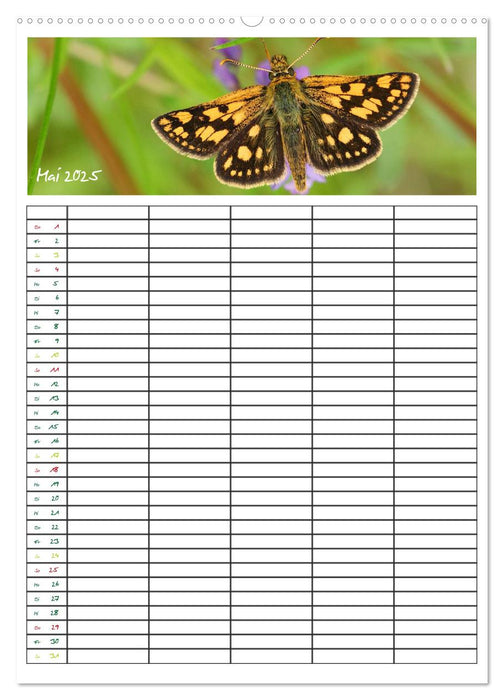 Schmetterlinge: Filigrane Flieger / Familienkalender (CALVENDO Wandkalender 2025)