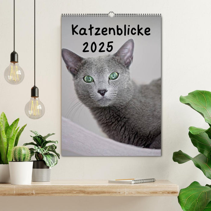 Katzenblicke 2025 (CALVENDO Wandkalender 2025)