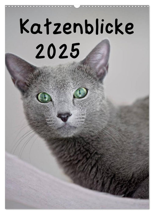 Katzenblicke 2025 (CALVENDO Wandkalender 2025)