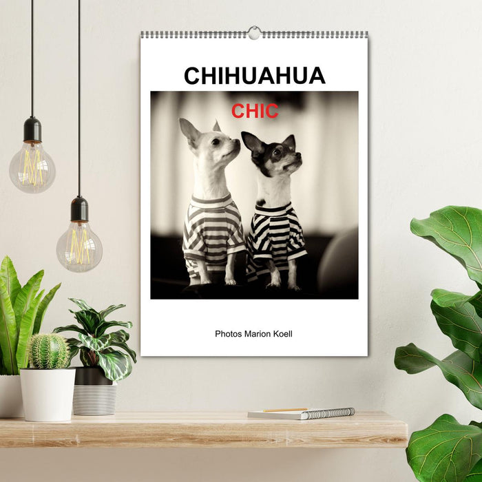 CHIHUAHUA CHIC Photos Marion Koell (CALVENDO Wandkalender 2025)