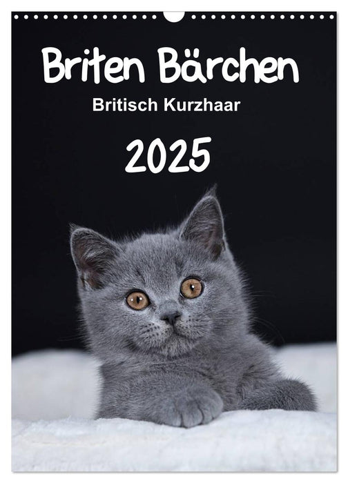 Briten Bärchen – Britisch Kurzhaar 2025 (CALVENDO Wandkalender 2025)