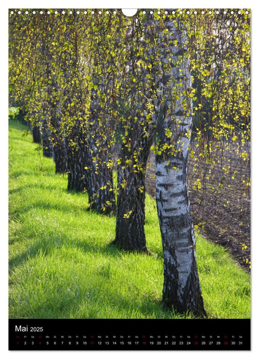 Bäume - Stimmungsvoll durchs Jahr (CALVENDO Wandkalender 2025)