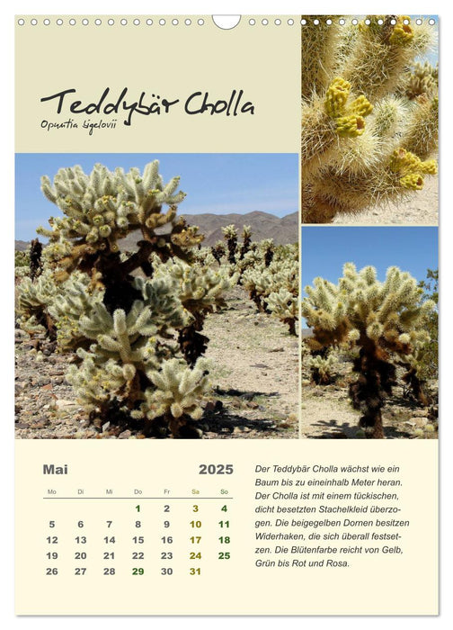 Kakteen der US-Südweststaaten (CALVENDO Wandkalender 2025)