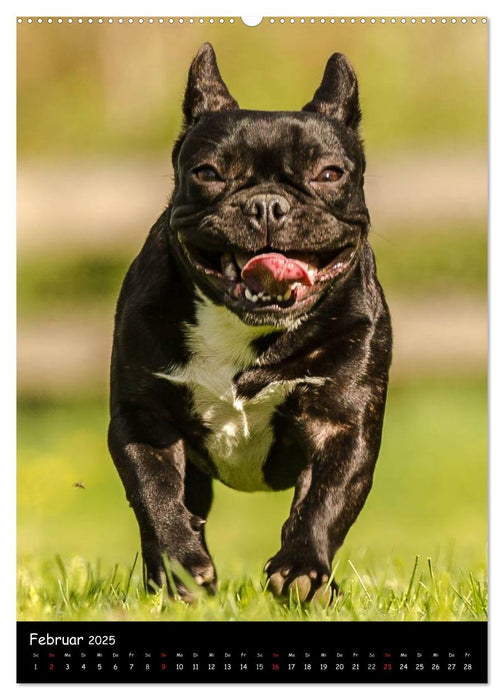 Französische Bulldoggen - Eine Bully Liebeserkärung (CALVENDO Wandkalender 2025)