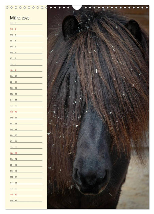 Islandpferde Geburtstagskalender (CALVENDO Wandkalender 2025)
