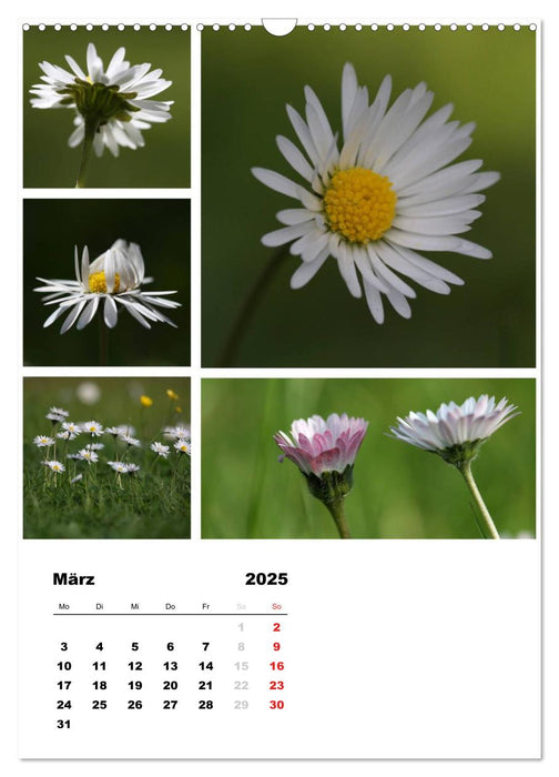 Blüten Collagen (CALVENDO Wandkalender 2025)