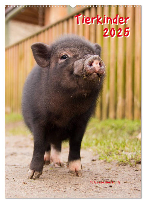 Tierkinder (CALVENDO Wandkalender 2025)