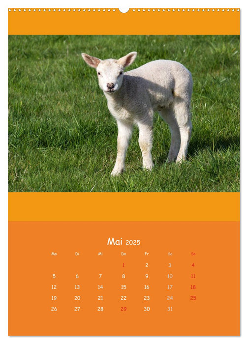 Tierkinder (CALVENDO Wandkalender 2025)