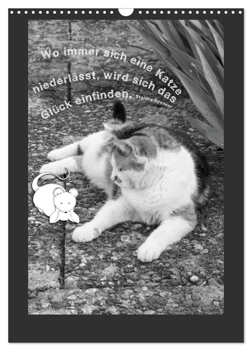 Katz & Maus (CALVENDO Wandkalender 2025)