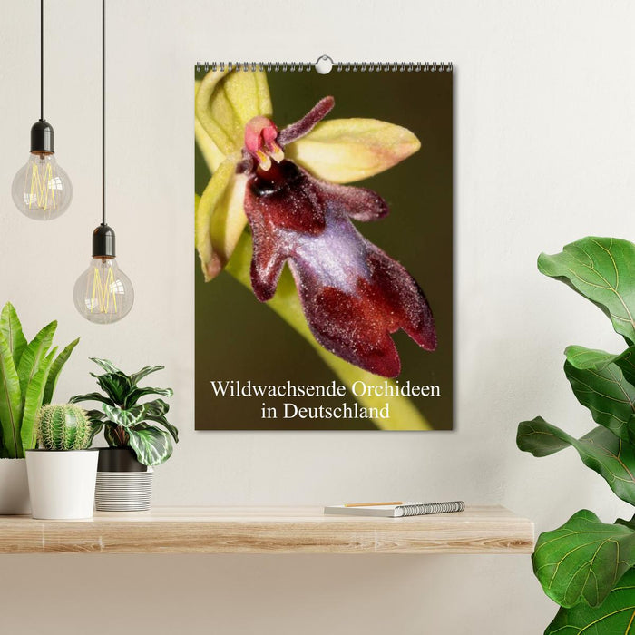 Wildwachsende Orchideen in Deutschland (CALVENDO Wandkalender 2025)