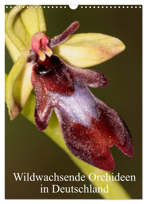 Wildwachsende Orchideen in Deutschland (CALVENDO Wandkalender 2025)