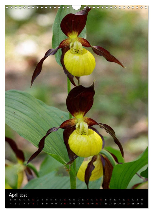 Wildwachsende Orchideen in Deutschland (CALVENDO Wandkalender 2025)