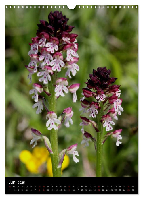 Wildwachsende Orchideen in Deutschland (CALVENDO Wandkalender 2025)