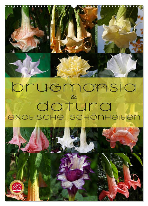 Brugmansia & Datura - Exotische Schönheiten (CALVENDO Wandkalender 2025)