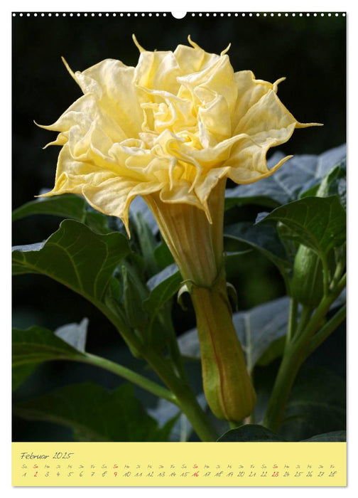 Brugmansia & Datura - Exotische Schönheiten (CALVENDO Wandkalender 2025)