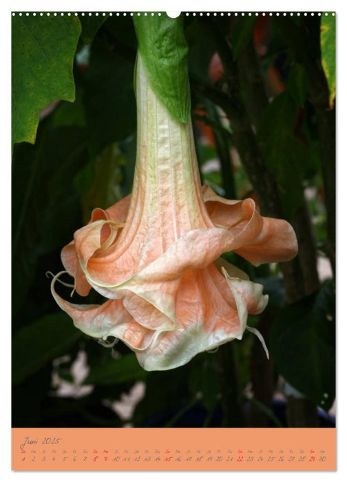 Brugmansia & Datura - Exotische Schönheiten (CALVENDO Wandkalender 2025)