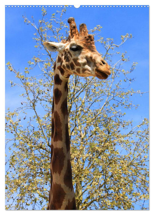 Giraffen (CALVENDO Wandkalender 2025)