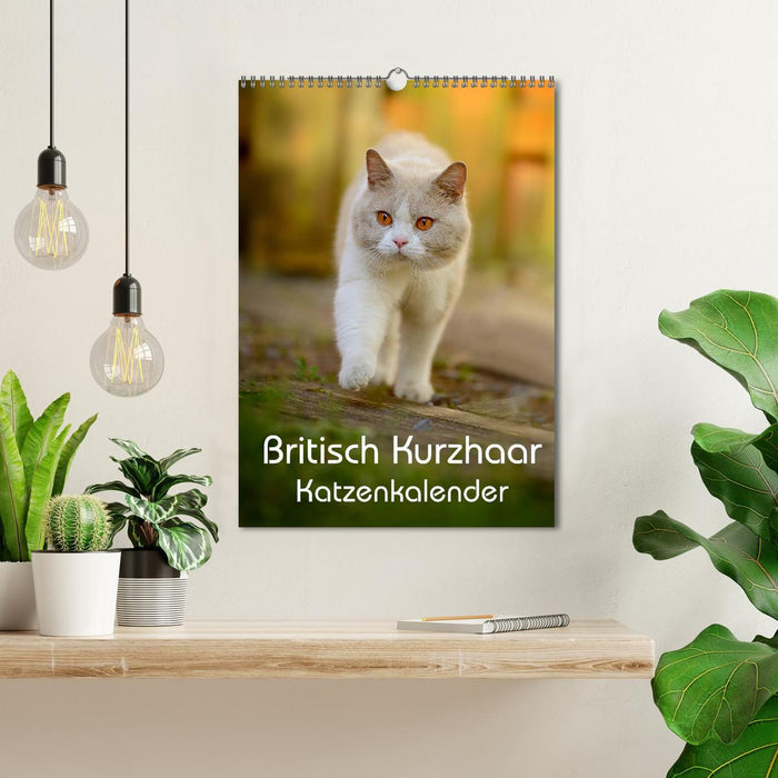 Britisch Kurzhaar Katzenkalender (CALVENDO Wandkalender 2025)