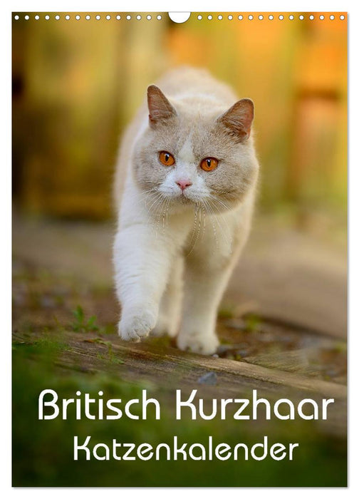 Britisch Kurzhaar Katzenkalender (CALVENDO Wandkalender 2025)