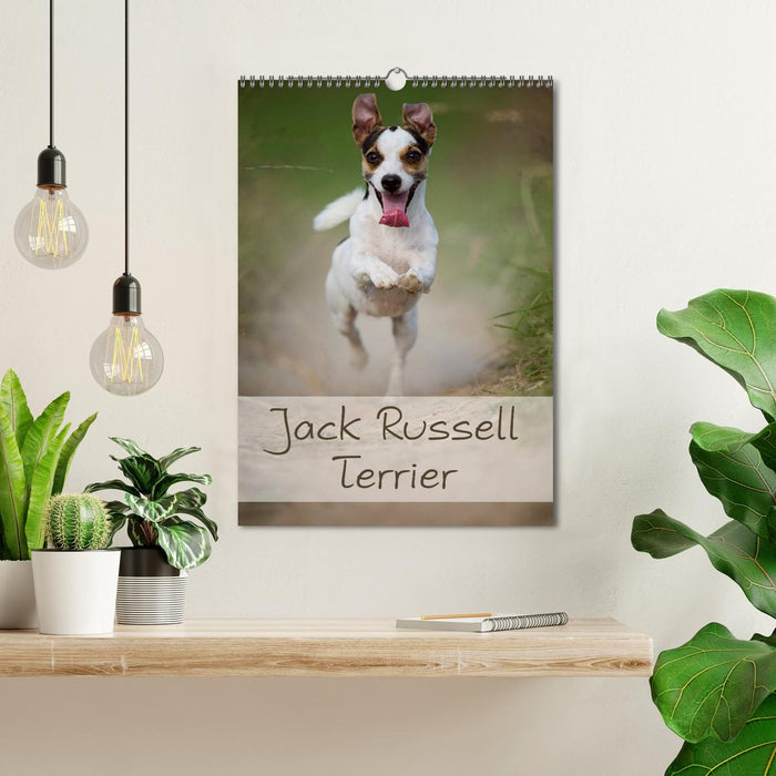 Jack Russell Terrier (CALVENDO Wandkalender 2025)
