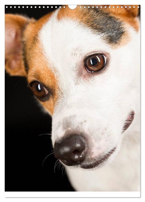 Jack Russell Terrier (CALVENDO Wandkalender 2025)