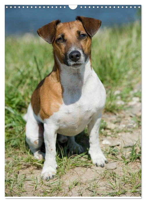 Jack Russell Terrier (CALVENDO Wandkalender 2025)