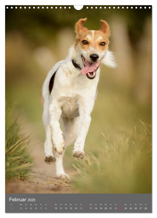 Mischlingshunde (CALVENDO Wandkalender 2025)