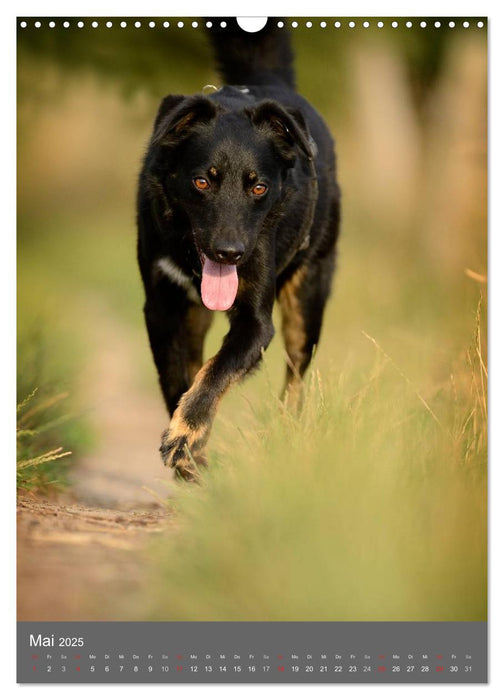 Mischlingshunde (CALVENDO Wandkalender 2025)