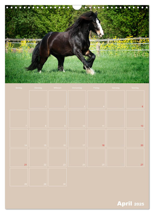Pferde / Planer (CALVENDO Wandkalender 2025)