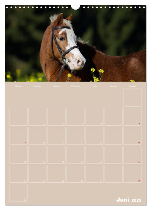Pferde / Planer (CALVENDO Wandkalender 2025)
