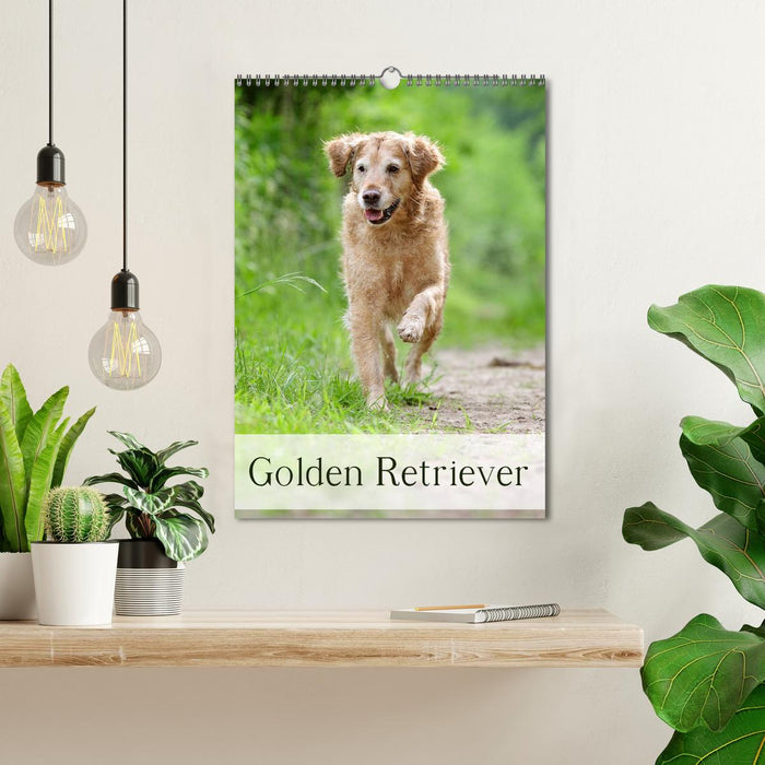 Golden Retriever (CALVENDO Wandkalender 2025)
