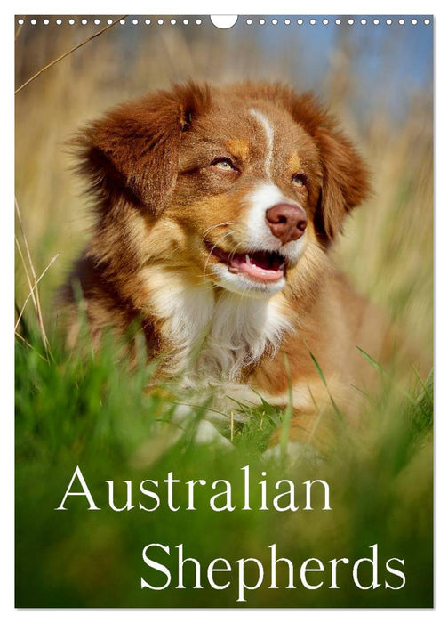 Australian Shepherds (CALVENDO Wandkalender 2025)