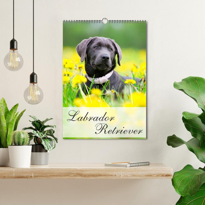 Labrador Retriever (CALVENDO Wandkalender 2025)