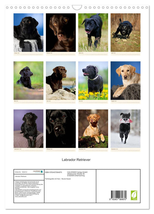 Labrador Retriever (CALVENDO Wandkalender 2025)